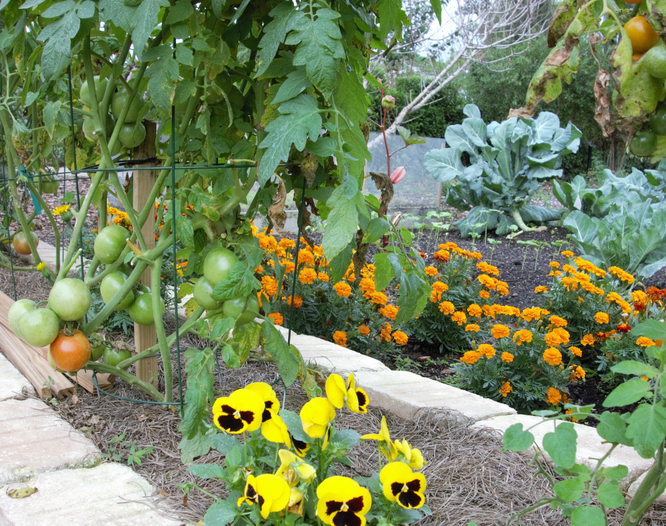 The Magic of Companion Planting