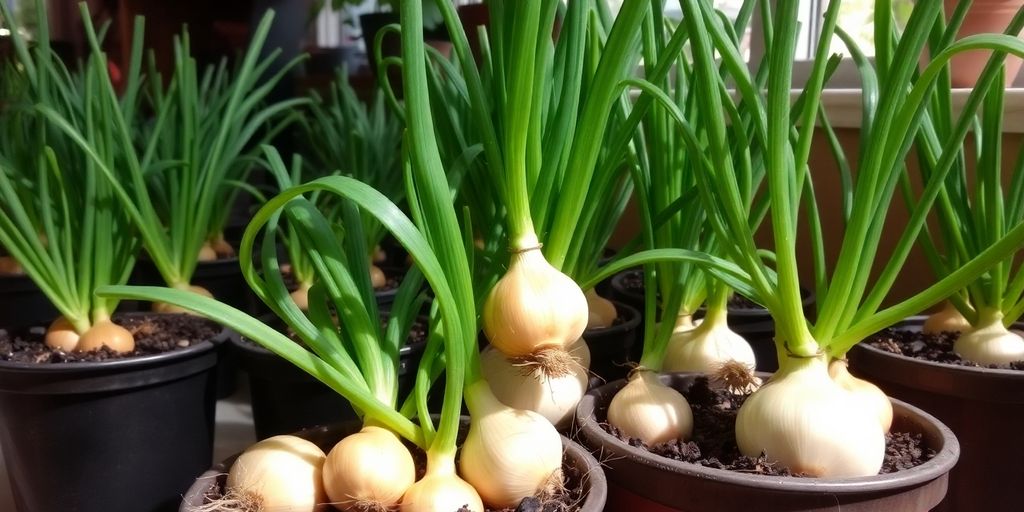 Indoor garden with thriving onion plants in pots.