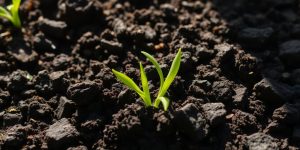 Rich compost manure, thriving green plants