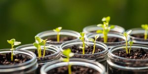 Seedlings sprouting in clear glass jars.