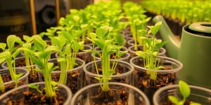 Seedlings thriving under grow lights.