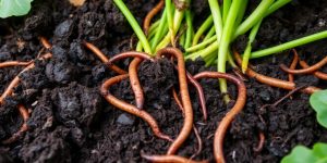 Vermicompost, earthworms, healthy soil, thriving plants, garden.