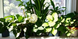 Lush Pothos, Palm, and Peperomia plants on a sunny windowsill.
