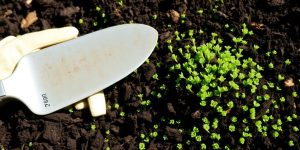 Composed soil, green plants, and gardening tools.