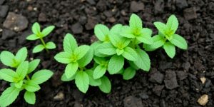 Healthy mint plant in rich, dark compost.
